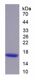 Recombinant Left/Right Determination Factor 2 (LEFTY2)