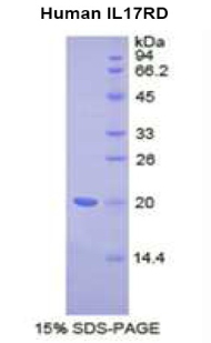 Recombinant Interleukin 17 Receptor D (IL17RD)