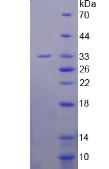 RPD353Mu03.jpg