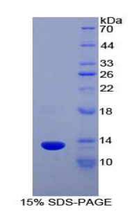 Recombinant Slit Homolog 3 (Slit3)