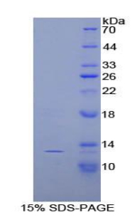 Recombinant Slit Homolog 3 (Slit3)