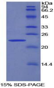 Recombinant Pronociceptin (PNOC)