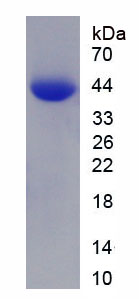 Recombinant Myosin VA (MYO5A)