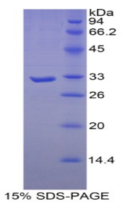 RPD455Hu01.jpg