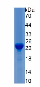 Recombinant Protease, Serine 3 (PRSS3)