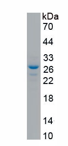 Recombinant Hypoxia Inducible Factor 2 Alpha (HIF2a)