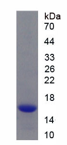 Recombinant Glucagon Like Peptide 1 Receptor (GLP1R)