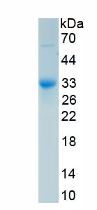 Recombinant 5-Hydroxytryptamine Receptor 2A (HTR2A)