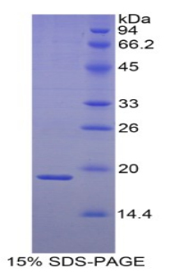 Recombinant Heat Shock Protein Beta 3 (HSPb3)