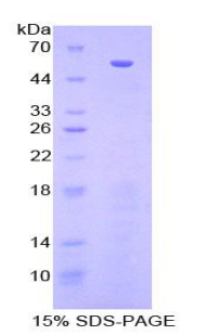 Recombinant Heat Shock 70kDa Binding Protein 1 (HSPBP1)