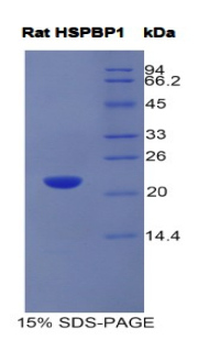 Recombinant Heat Shock 70kDa Binding Protein 1 (HSPBP1)