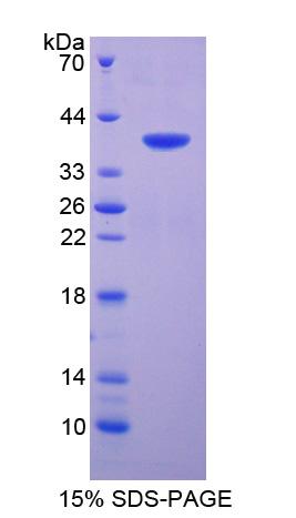 Recombinant Surfactant Associated Protein A2 (SPA2)