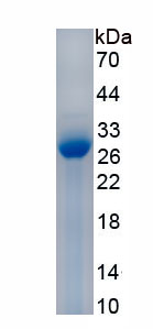 Recombinant Surfactant Associated Protein A2 (SPA2)