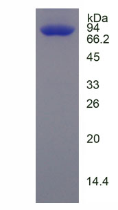 Recombinant Heat Shock Protein 90kDa Alpha B1 (HSP90aB1)