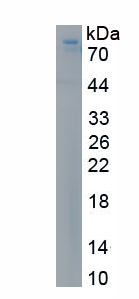 Recombinant Heat Shock Protein 90kDa Alpha B1 (HSP90aB1)