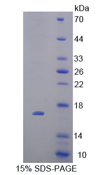 Recombinant Cytochrome P450 11A1 (CYP11A1)