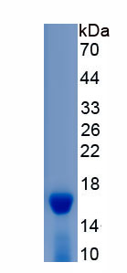 Recombinant Cytochrome P450 11A1 (CYP11A1)