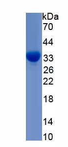 Recombinant Mitogen Activated Protein Kinase 9 (MAPK9)