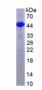 Recombinant Mitogen Activated Protein Kinase 9 (MAPK9)