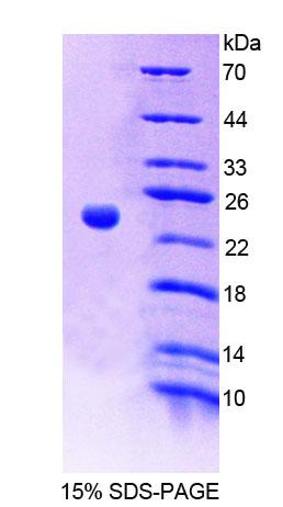 Recombinant Protein Tyrosine Phosphatase Receptor Type A (PTPRA)