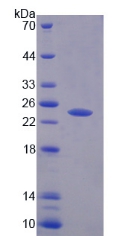 Recombinant Protein Tyrosine Phosphatase Receptor Type N2 (PTPRN2)