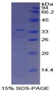 Recombinant ATP Binding Cassette Transporter A3 (ABCA3)