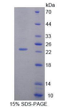 Recombinant ATP Binding Cassette Transporter A9 (ABCA9)