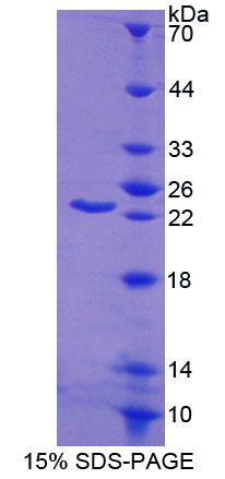 Recombinant ATP Binding Cassette Transporter A9 (ABCA9)