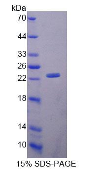 Recombinant ATP Binding Cassette Transporter A9 (ABCA9)