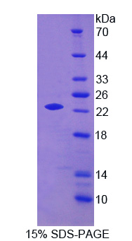 Recombinant Apolipoprotein O (APOO)