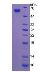 Recombinant Low Density Lipoprotein Receptor Related Protein 4 (LRP4)