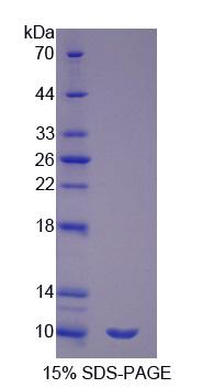 Recombinant Surfactant Associated Protein G (SPG)