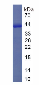 Recombinant Glutamine synthetase (GS)