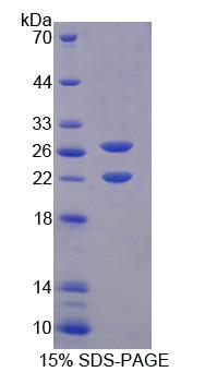 Recombinant Arginine Vasopressin Induced Protein 1 (AVPI1)