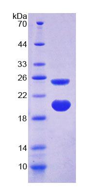 Recombinant Arginine Vasopressin Induced Protein 1 (AVPI1)