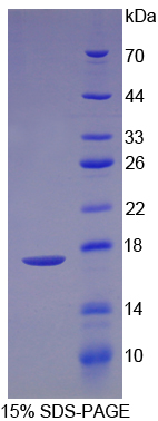 Recombinant Preprovasopressin (VP)