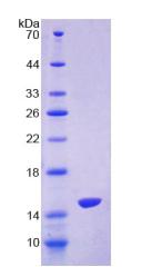 Recombinant Preprooxytocin (OT)