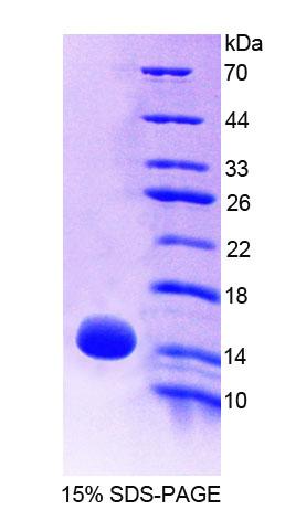 Recombinant Preprooxytocin (OT)