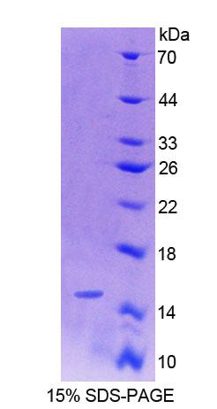 Recombinant Preprooxytocin (OT)