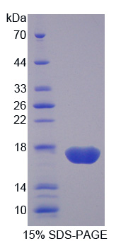 Recombinant Protein Disulfide Isomerase A4 (PDIA4)