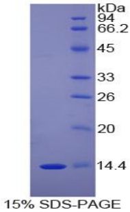 Recombinant D-Dopachrome Tautomerase (DDT)