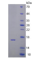 Recombinant D-Dopachrome Tautomerase (DDT)