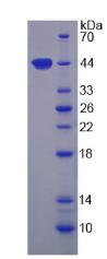 Recombinant Arginase II (Arg2)