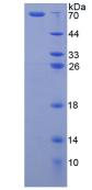 Recombinant Arginase II (Arg2)