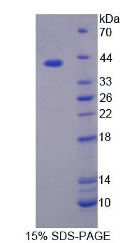 Recombinant Phospholipid Scramblase 4 (PLSCR4)