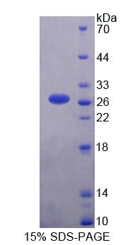 Recombinant Phospholipase C Like Protein 1 (PLCL1)