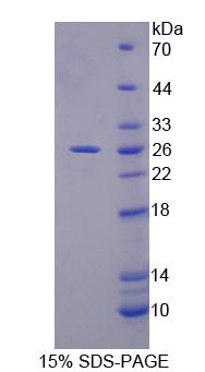 Recombinant Phospholipase C Like Protein 1 (PLCL1)