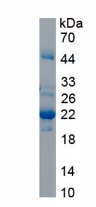 Recombinant Relaxin 2 (RLN2)