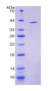 RPD873Ra01.jpg