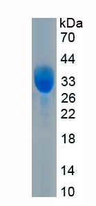 Recombinant Insulin Like Protein 5 (INSL5)